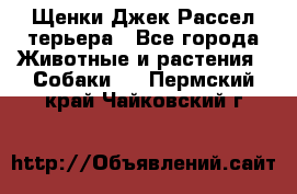 Щенки Джек Рассел терьера - Все города Животные и растения » Собаки   . Пермский край,Чайковский г.